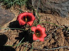 Romulea monadelpha