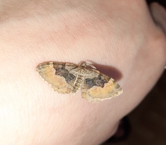 Xanthorhoe quadrifasiata