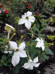 Angiospermae