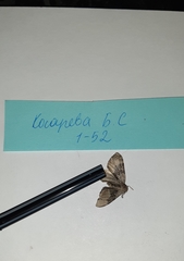 Xanthorhoe quadrifasiata