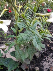Angiospermae