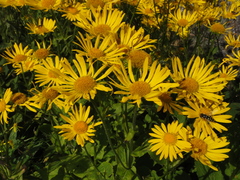 Doronicum austriacum