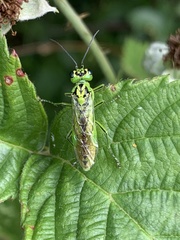 Rhogogaster chlorosoma