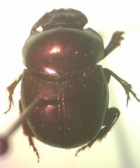 Canthidium haroldi