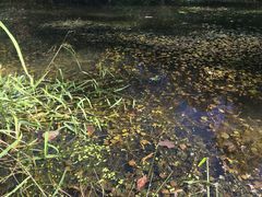 Hydrocharis morsus-ranae