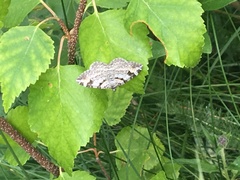 Xanthorhoe abrasaria