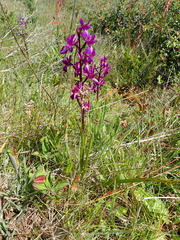 Anacamptis laxiflora
