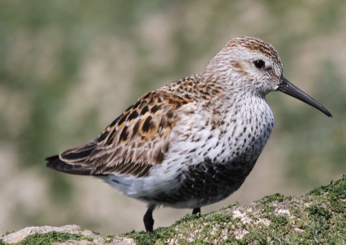 Correlimos común (Calidris alpina)