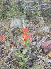 Castilleja applegatei