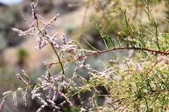 Tamarix parviflora