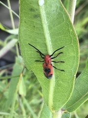 Tetraopes melanurus