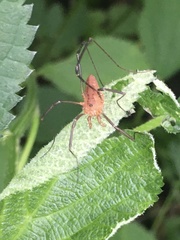 Leiobunum calcar