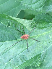 Leiobunum calcar
