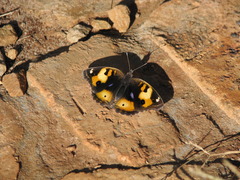 Junonia hierta cebrene