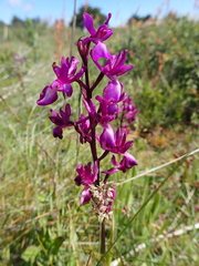 Anacamptis laxiflora
