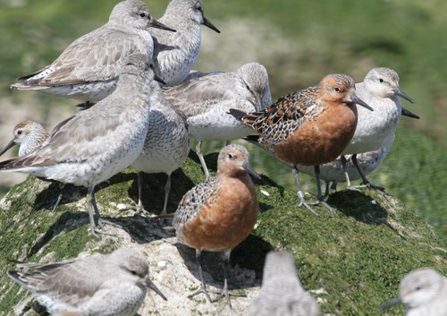 Correlimos gordo (Calidris canutus)