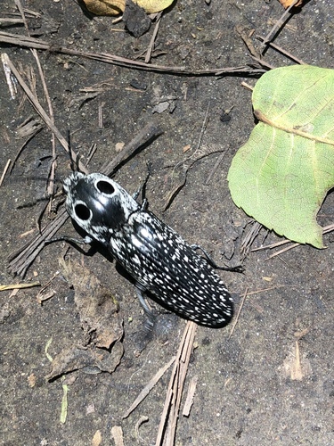 Eyed click beetle