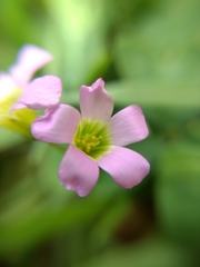 Oxalis