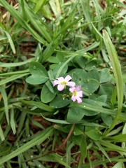 Oxalis