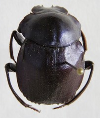Deltochilum mexicanum