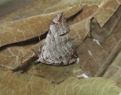 Aplocera plagiata