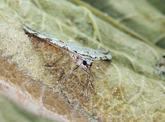 Aplocera plagiata