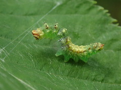Drepana arcuata