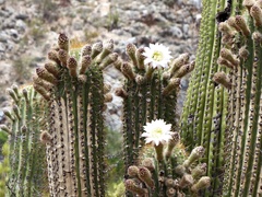 Trichocereus terscheckii
