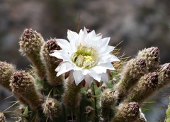Trichocereus terscheckii