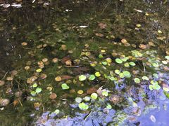 Hydrocharis morsus-ranae