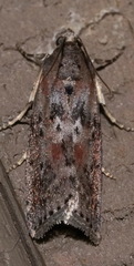 Sciota virgatella