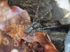 Arctosa maculata