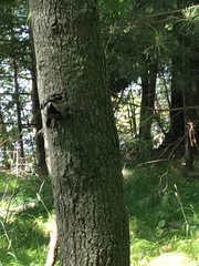 Dryobates villosus villosus