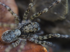 Arctosa maculata