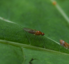 Psila fimetaria