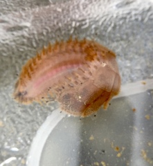 Lepidonotus squamatus