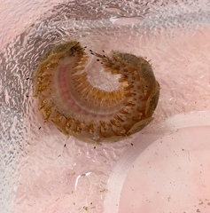 Lepidonotus squamatus