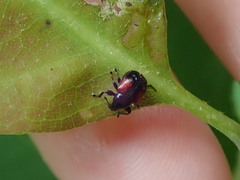 Synolabus bipustulatus