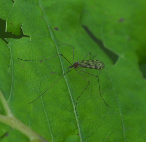 Limonia flavipes