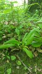 Primula fassettii