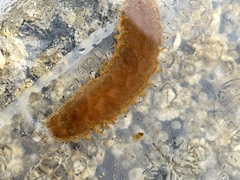 Lepidonotus squamatus