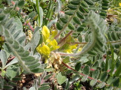 Astragalus exscapus