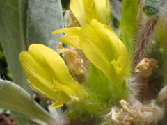 Astragalus exscapus