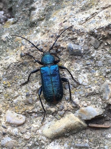 Violet tanbark beetle