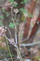 Perideridia gairdneri