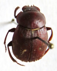 Deltochilum pseudoparile