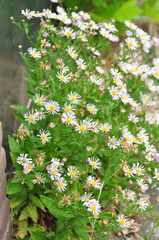 Aster incisus