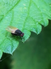 Minettia longipennis