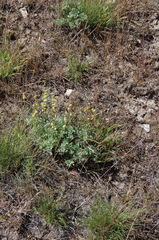Artemisia papposa