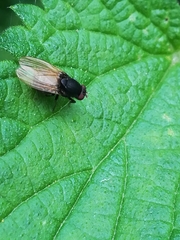 Minettia longipennis